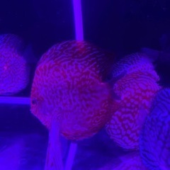 初心者の方「熱帯魚の王様ディスカス」を飼ってみませんか