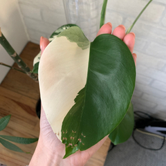 特麗白斑入り モンステラ ホワイトタイガー　ハーフムーン　支柱付き　観葉植物 特麗白斑入り モンステラ ホワイトタイガー ハーフムーン 支柱付き