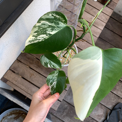 特麗白斑入り モンステラ ホワイトタイガー　ハーフムーン　支柱付き　観葉植物 特麗白斑入り モンステラ ホワイトタイガー ハーフムーン 支柱付き