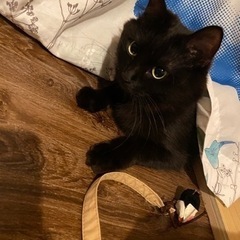 珍しいヘーゼルナッツアイの黒猫