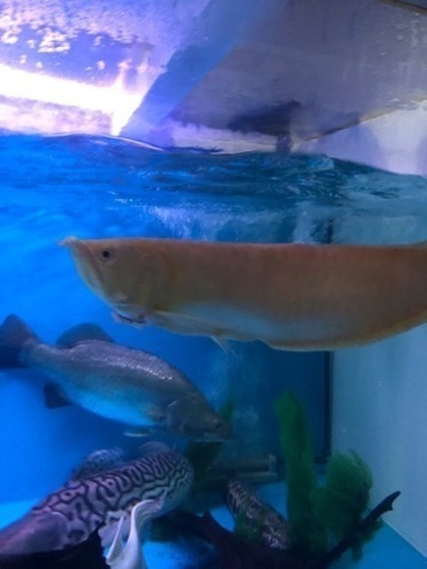 ノーテール アルビノシルバーアロワナ 約60cm