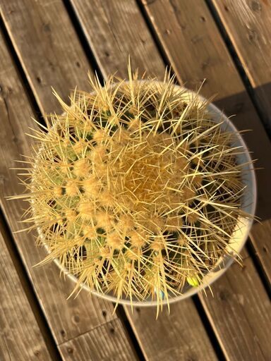 サボテン　金鯱　　引取限定 金鯱 キンシャチ サボテン（引取限定）