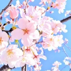 3月4月お花見の季節😊🌸🍡新たにお友達作り💓