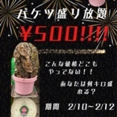 大特価☆石巻産牡蠣☆バケツ盛り☆¥500！？！？！？