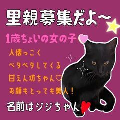 推定1歳位　ベタベタ甘えん坊の美人猫のジジちゃん【2/12(日曜...