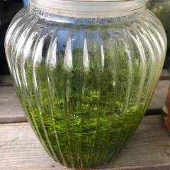 パールグラス、水草