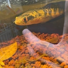 スネークヘッド メラノプテルススーパーレッド マルリオイデス