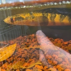 スネークヘッド メラノプテルススーパーレッド マルリオイデス