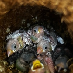 桜文鳥と白文鳥の間に生まれた雛3羽