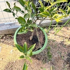 【柑橘】へベス４年生接木苗。鉢植え。