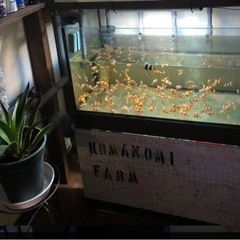 【【お譲り先決定しました】お得】オーバーフロー　マーフィードガラス水槽900 セット お譲り先決定しました】お得】オーバーフロー マーフィードガラス水槽