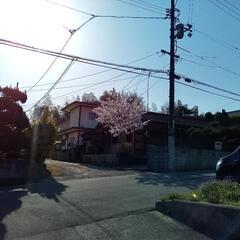 桜　２月25日伐採します