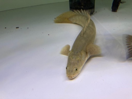 熱帯魚　ポリプテルス、エンドリ　カミハタビキール　コンギクス