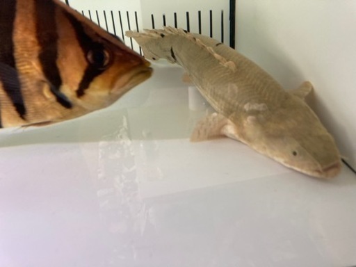 熱帯魚　ポリプテルス、エンドリ　カミハタビキール　コンギクス