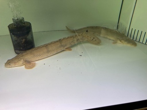 熱帯魚　ポリプテルス、エンドリ　カミハタビキール　コンギクス