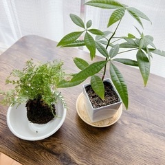 小型観葉植物　タバリア&パキラ