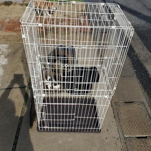猫　トイレ付きゲージ