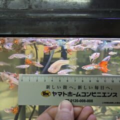 グッピー 熱帯魚 魚 オスメス混合 2cm～5cm 1匹50円。...