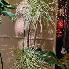 ドラセナ 約2m 観葉植物