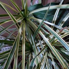 ドラセナ 約2m 観葉植物