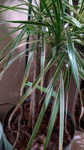 ドラセナ 約2m 観葉植物