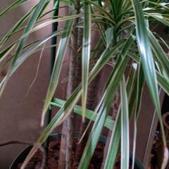 ドラセナ 約2m 観葉植物