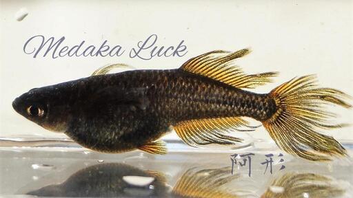 極上種親　阿形【Medaka Luck】舞風めだか様血統　大きめ稚魚5匹5000円〜　メダカ