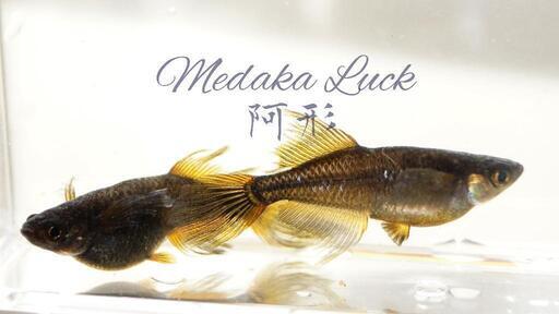 極上種親　阿形【Medaka Luck】舞風めだか様血統　大きめ稚魚5匹5000円〜　メダカ