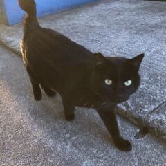 【トライルお試し期間OK！】凛々しい黒猫くんです。