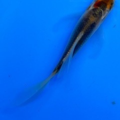 錦鯉　ヒレナガ鯉　黄金　鯉　色鯉