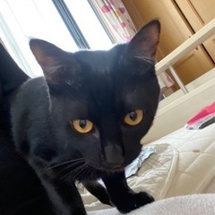 黒猫🐈‍⬛　甘えん坊猫ちゃん🐈‍⬛