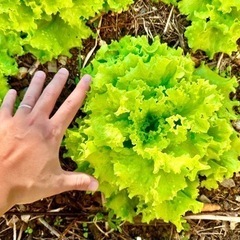 🌈オーガニック野菜セット🌈予約可能！！