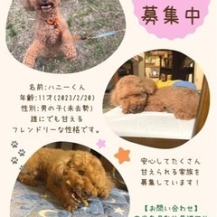 急募🍀甘えん坊なハニーくん🐶