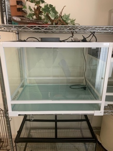 爬虫類 ケージ お話中