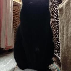 🐾３月生まれ 黒猫のクーちゃん メンヘラ女子！ − 福井県