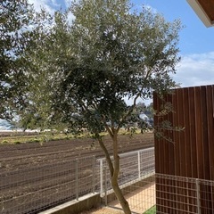 アシックス 片岡モデル 3 asics 一般用大人サイズ 内野用 軟式グローブ