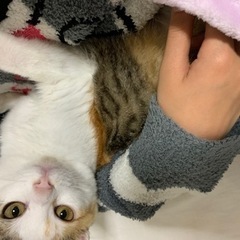 無事に新しいお家が決まりました✨大人しい美人な縞三毛のこのは - 猫