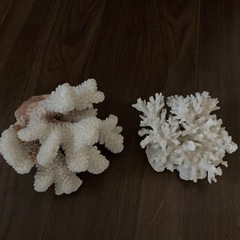 アクアリウムに！白珊瑚　シロサンゴ