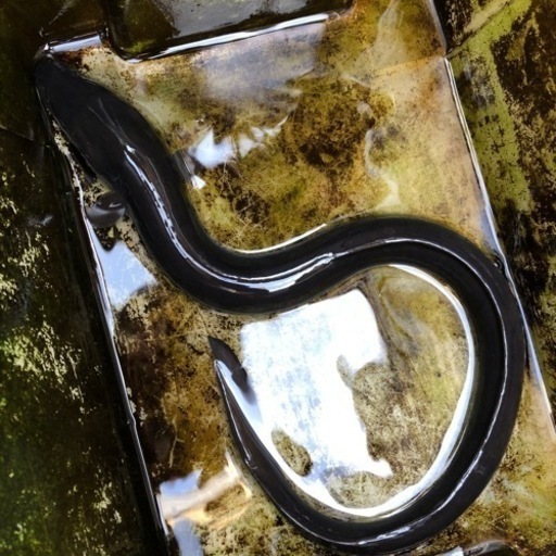 静岡産の天然ウナギ、特大サイズ60cm越え