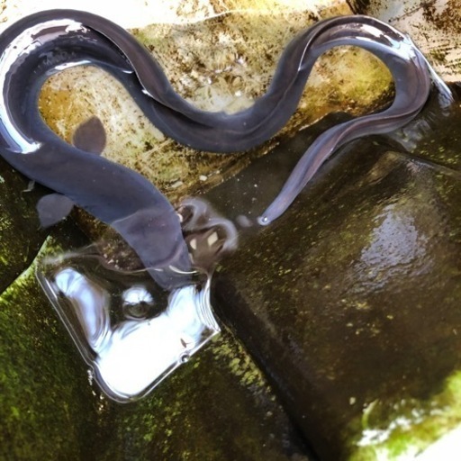 静岡産の天然ウナギ、特大サイズ60cm越え