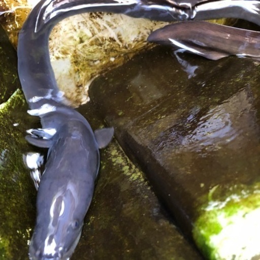 静岡産の天然ウナギ、特大サイズ60cm越え