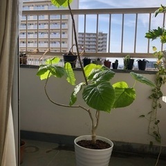 観葉植物　ウンベラータ　鉢付き　約140cm