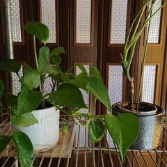 観葉植物譲ります