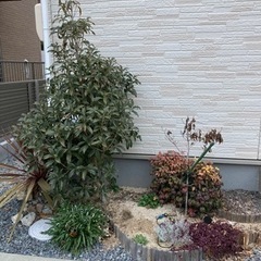 受付け終了します。地植えの植物差し上げます！土も！