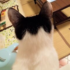 ほがらかミーナ♥ − 奈良県