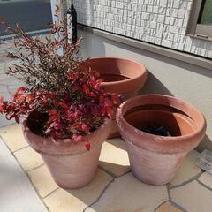 植木鉢３個セット　1鉢は植栽あり