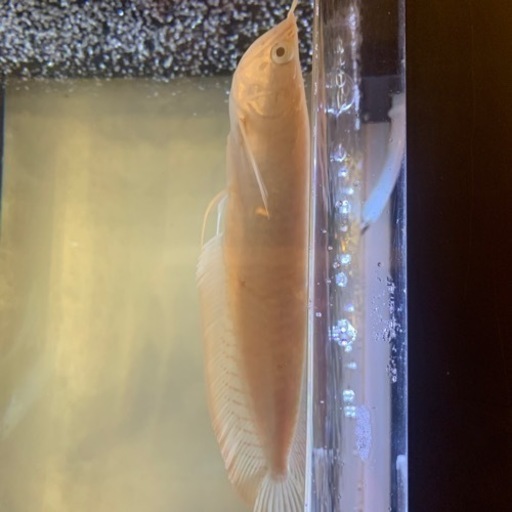 週末値下げ中！アルビノシルバーアロワナ　熱帯魚