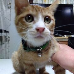 茶トラの子猫の里親さんを探しています。