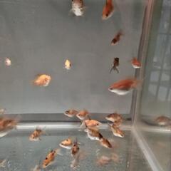 ダルマ琉金　幼魚