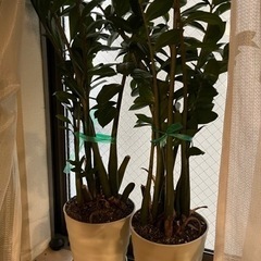 観葉植物　ザミオクルカス　2鉢セット